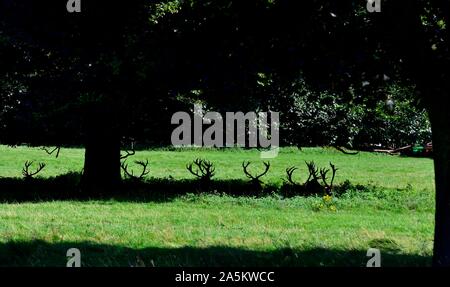 Une silhouette de red deer fixant sous un arbre à l'ombre,Parc,Nottingham Wollaton,Angleterre,UK Banque D'Images