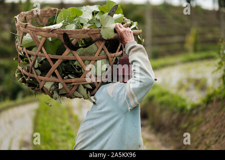 Agriculteur transportant un panier à son chalet Banque D'Images