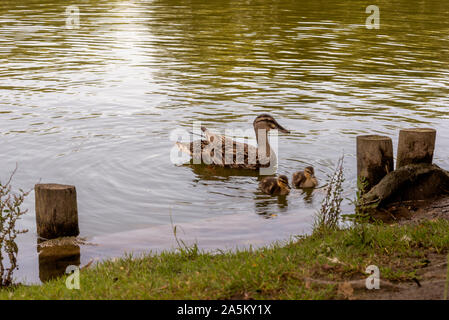 Canards du Porto city park Banque D'Images