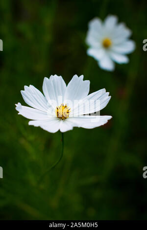 Fleurs blanc cosmea close-up photo Banque D'Images