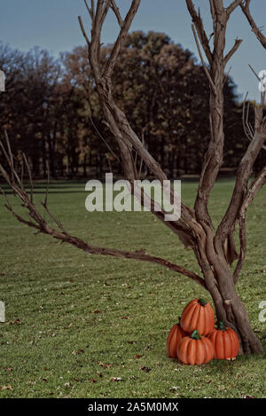 Tas de citrouilles par arbre mort Banque D'Images