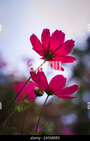 Fleurs rouge-pourpre cosmea close-up photo Banque D'Images