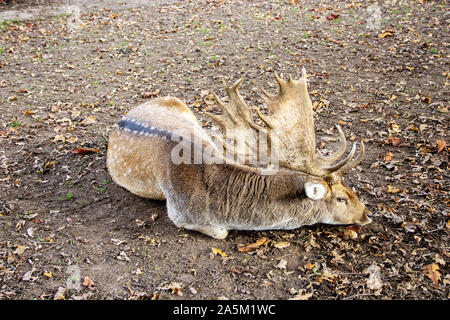 Vue latérale d'un daim, d'Cervus dama Banque D'Images