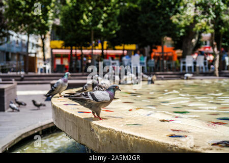 Pigeon dans bassin ornemental close-up photography. gris colombe. Banque D'Images