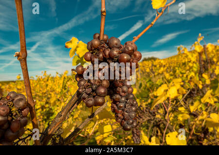 Raisin flétri sur la vigne dans le vignoble Banque D'Images