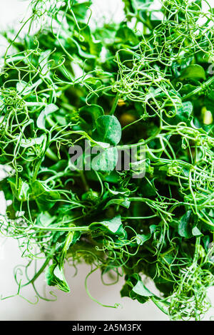 Germes de petits pois dans une casserole, fond gris. Microgreens - alimentation saine. Banque D'Images