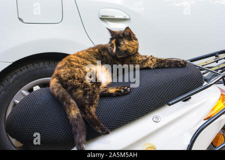 Chat Sur Une Moto Banque Dimages Photo Stock 100097434