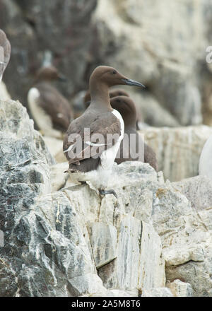 Common guillemot (Uria aalge) sur la falaise rocheuse Banque D'Images