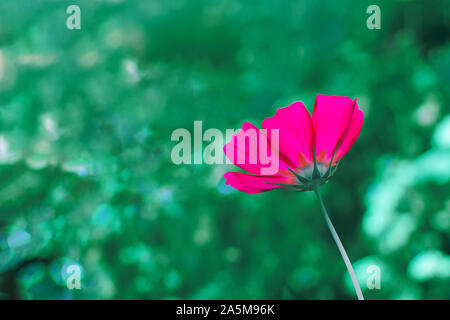 Têtes de fleurs COSMOS, fleur annuelle Astra Cosmea. Banque D'Images