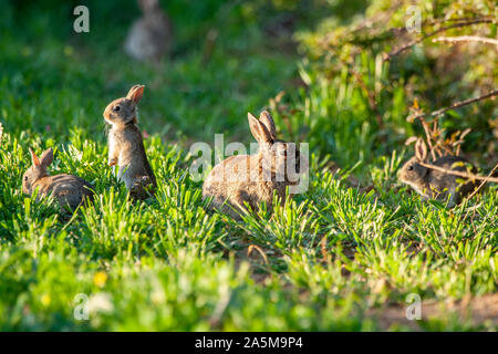 Lapin européen, Oryctolagus cuniculus. Trois lapins sur l'herbe. Les animaux dans leur habitat naturel. Banque D'Images