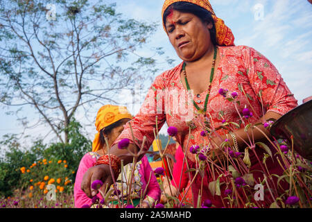 Bhaktapur, Népal. 21 Oct, 2019. Les népalaises globe de la récolte des fleurs d'amarante pour faire garland pour le prochain festival Tihar Tihar.Festival, connu comme le festival des lumières, est un festival célébré cinq jours à la fin de l'automne où diverses formes d'animaux sont adorés. Le festival est aussi célébré en l'honneur de la déesse hindoue Laxmi, la déesse de la richesse. Credit : Sunil Pradhan SOPA/Images/ZUMA/Alamy Fil Live News Banque D'Images