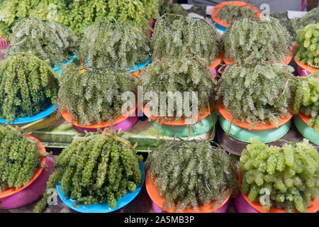 Gros plan d'algues vertes fraîchement récoltées en portions sur des assiettes vendues au marché Central Wet Market à Puerto Princesa City, Palawan, Philippines. Algues sur le marché. Algues de raisin, nourriture de mer saine Banque D'Images