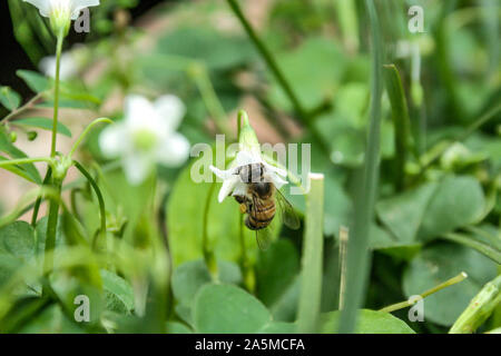 Asuncion, Paraguay. Juin 31, 2006. Une abeille fêtes en butinant white l'oxalide (Oxalis sp.) fleur, Asuncion, Paraguay. Banque D'Images