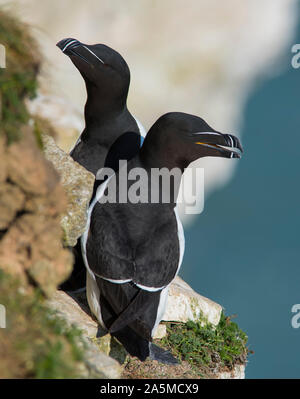 Près d'un petit pingouin (Alca torda) assis sur une falaise rocheuse dans l'East Yorkshire, UK Banque D'Images