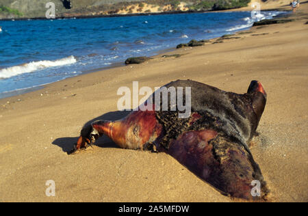 Joint mort, Galapagos Banque D'Images