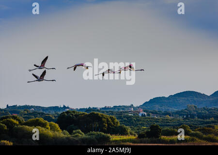 Les flamants roses sur le lac Korission au repos, Corfou, Grèce Banque D'Images