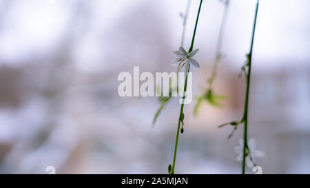 Plante araignée fleur - close-up Banque D'Images