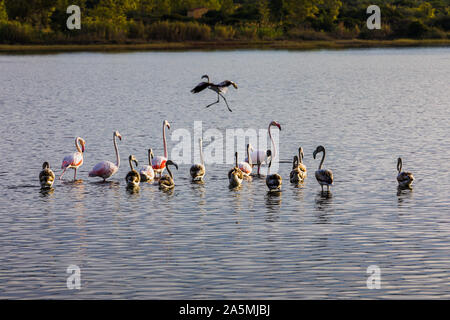 Les flamants roses sur le lac Korission au repos, Corfou, Grèce Banque D'Images