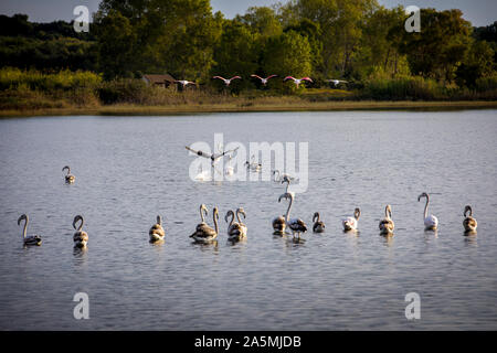 Les flamants roses sur le lac Korission au repos, Corfou, Grèce Banque D'Images