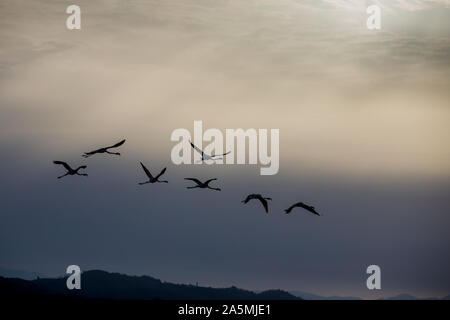 Les flamants roses sur le lac Korission au repos, Corfou, Grèce Banque D'Images