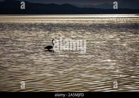 Les flamants roses sur le lac Korission au repos, Corfou, Grèce Banque D'Images