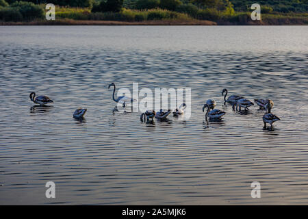 Les flamants roses sur le lac Korission au repos, Corfou, Grèce Banque D'Images