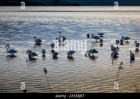 Les flamants roses sur le lac Korission au repos, Corfou, Grèce Banque D'Images