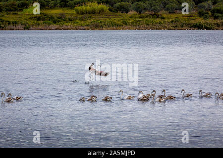 Les flamants roses sur le lac Korission au repos, Corfou, Grèce Banque D'Images