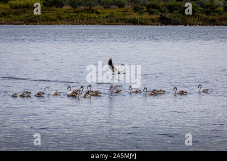 Les flamants roses sur le lac Korission au repos, Corfou, Grèce Banque D'Images