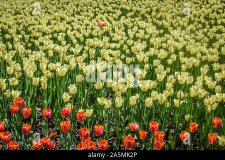 Une nature magnifique scène avec Blooming Fleurs tulipes rouges et jaunes Banque D'Images