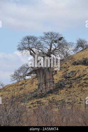 Grand arbre baobab africain sur un koppie rocheuse sec près du camp de Mopani dans le parc national Kruger, Afrique du Sud Banque D'Images