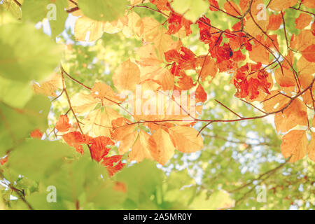 Arrière-plan lumineux de feuilles colorées en automne. Vert, jaune et orange Banque D'Images