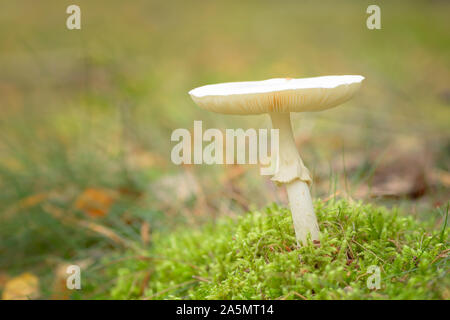 Amanita phalloides - la peine de PAC, est un champignon basidiomycète toxiques, l'un des nombreux dans le genre Amanita. Banque D'Images