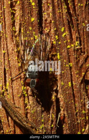 Mouche sur le mur Banque D'Images