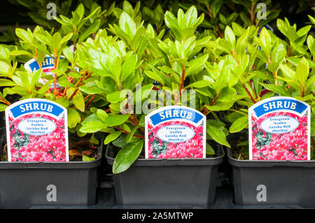 Azalea Rhododendron jeune Geisha plantes rouges dans des pots de 9cm de plus en plus à l'automne. Ce sont des hybrides qui Aronense sont un arbuste et entièrement hardy Banque D'Images