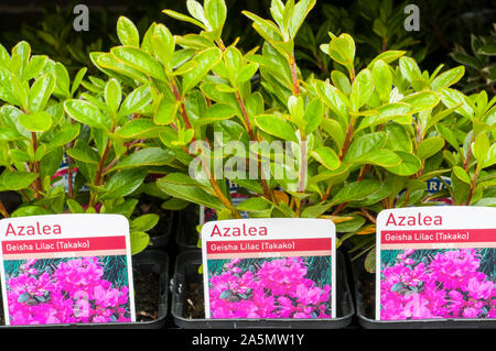 Les jeunes plantes Lilas Rhododendron Azalea Geisha dans des pots de 9cm sur la croissance à l'automne. Ce sont des hybrides qui Aronense sont un arbuste et entièrement hardy Banque D'Images