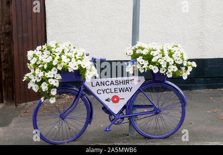 Location bord peint en bleu avec des fleurs de pétunias surfina blanc sur elle. Elswick village le mieux gardé de Lancashire England UK Banque D'Images