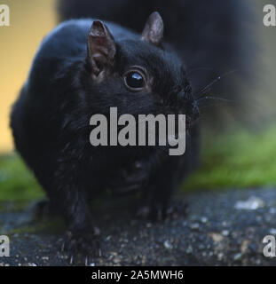 Un écureuil gris de l'Ouest très foncé (Sciurus griseus). . Stanley Park, Vancouver (Colombie-Britannique), Canada. Banque D'Images