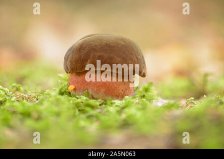 Neoboletus luridiformis - Boletus luridiformis- Scarletina Le bolet, pour ses pores rouge (jaune quand les jeunes). Banque D'Images