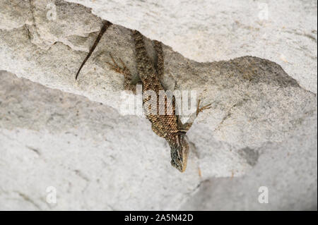 L'achillée, lézard épineux (Sceloporus jarrovii), Sonora, Mexique. Banque D'Images