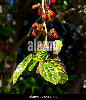 Morus alba Pendula Mûrier pleureur un beau petit arbre avec de longues branches pendantes qui balaient vers le sol et produisent des fruits sucrés. Banque D'Images