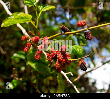 Morus alba Pendula Mûrier pleureur un beau petit arbre avec de longues branches pendantes qui balaient vers le sol et produisent des fruits sucrés. Banque D'Images