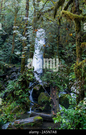 Quinault , Washington. Cascade de la forêt tropicale de Quinault dans le Parc National Olympique. Banque D'Images