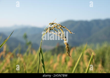 Une seule oreille de riz Sticky / riz gluant (Oryza sativa var. Glutinosa) cultivé dans les collines du Laos du Nord Banque D'Images