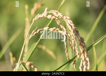 Une seule oreille de riz Sticky / riz gluant (Oryza sativa var. Glutinosa) cultivé dans les collines du Laos du Nord Banque D'Images