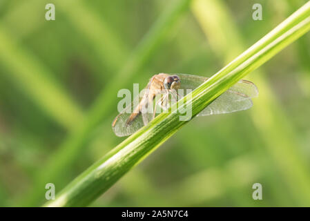 Libellule (Crocothemis servilia) reposant sur une feuille d'une plante de riz dans un Champ dans le nord du Laos Banque D'Images