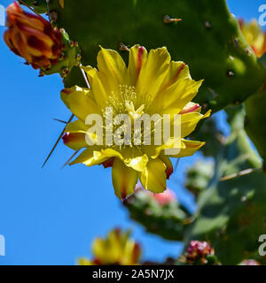 Un Cactus dans le sud de l'Afrique Banque D'Images