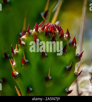 Un Cactus dans le sud de l'Afrique Banque D'Images