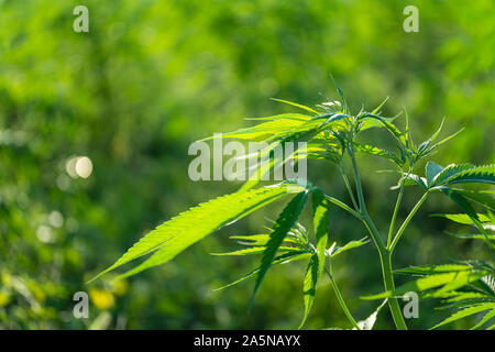 Cannabis sativa, feuilles de marihuana, photographie de plantes médicales. Banque D'Images