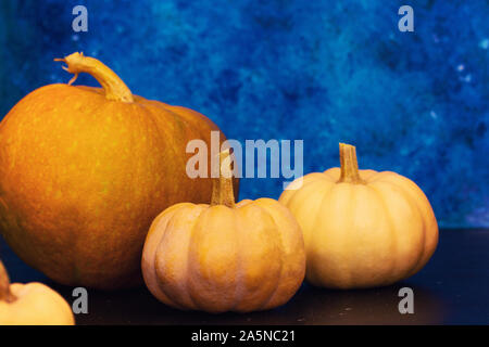 Pumpkins sur tableau bleu. Arrière-plan de l'Halloween à la citrouille. Copier l'espace. Vue rapprochée. Banque D'Images